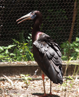 [A stork with glossy black plumage and a greyish-colored beak which is slightly open.]